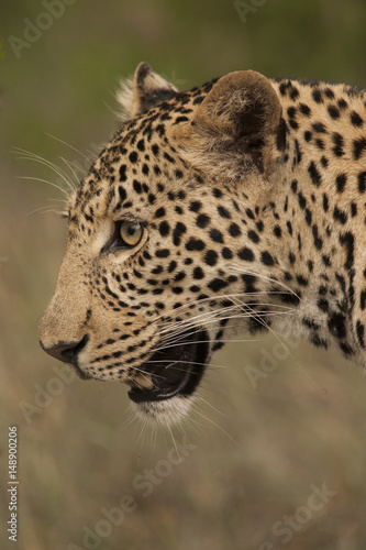 Leopard close up