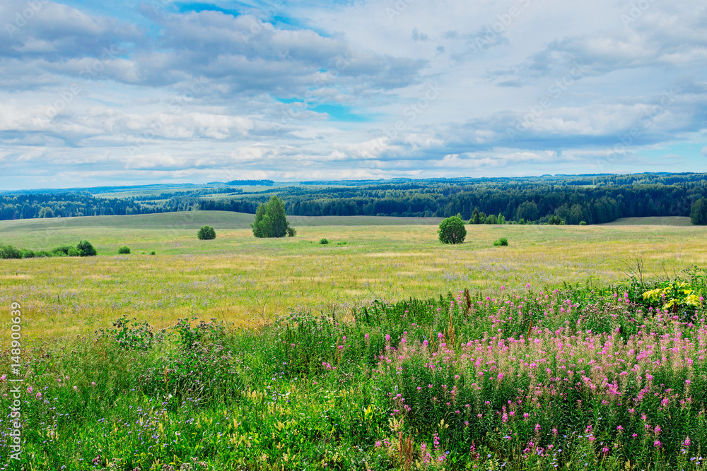 Fototapeta premium meadow and forest
