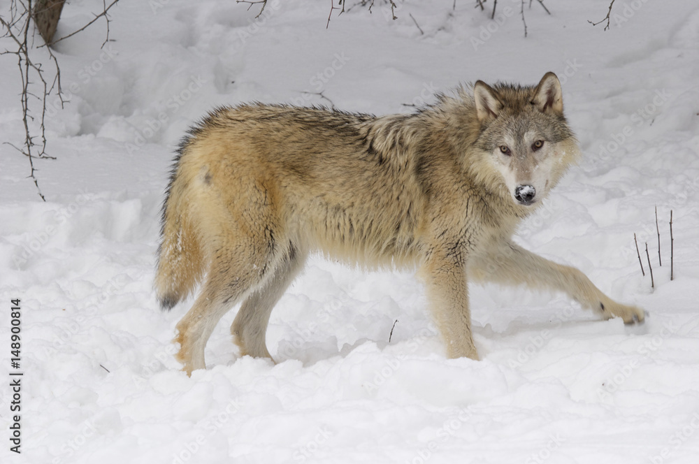 Fototapeta premium Gray or Arctic Wolf