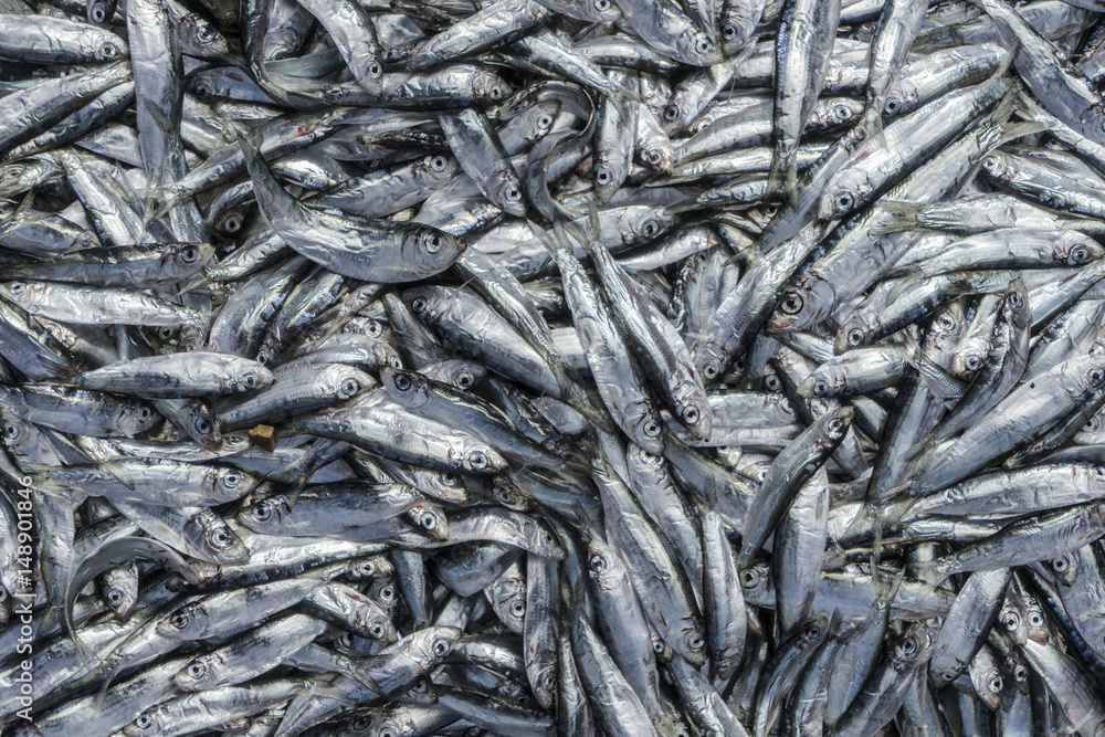 Stranded sprats on beach Stranded sprats on beach