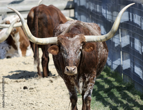 A Portrait of a Texas Longhorn Steer