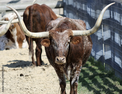 A Portrait of a Texas Longhorn Steer photo