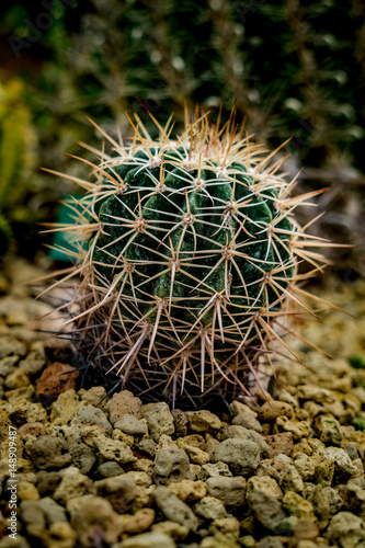 Green Cactus on small gravel