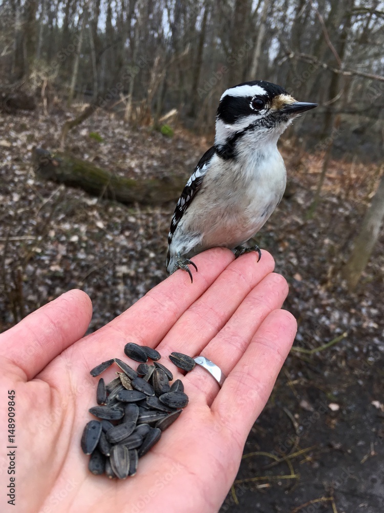 pic mineur Stock Photo Adobe Stock