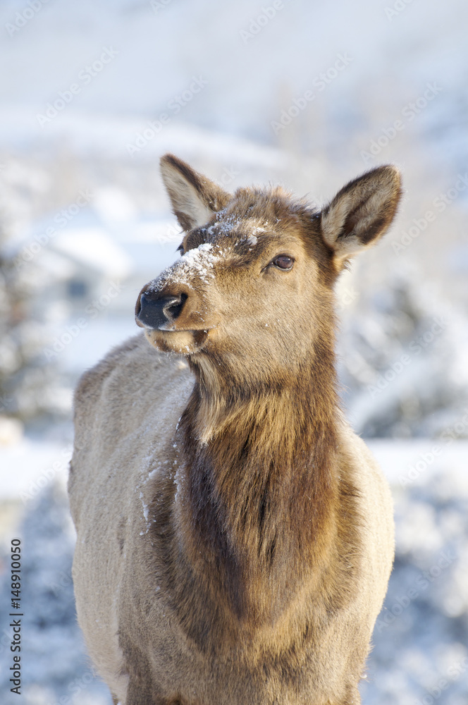 Elk Elk