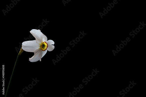 Fototapeta Naklejka Na Ścianę i Meble -  Yellow Daffodil (Narcissus) flower isolated on black background
