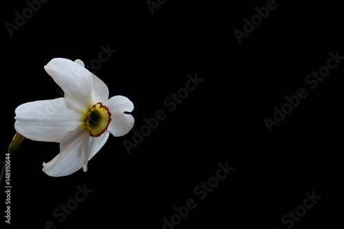 Fototapeta Naklejka Na Ścianę i Meble -  Yellow Daffodil (Narcissus) flower close-up isolated on black background