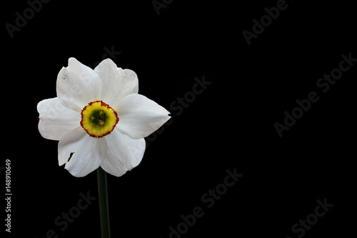 Fototapeta Naklejka Na Ścianę i Meble -  Yellow Daffodil (Narcissus) flower front view isolated on black background