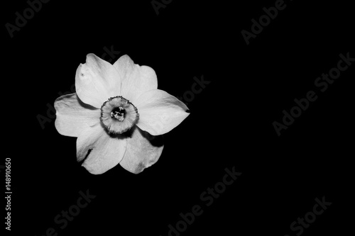 Fototapeta Naklejka Na Ścianę i Meble -  Yellow Daffodil (Narcissus) flower black and white color isolated on black background