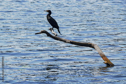 Kormoran am Flakensee photo