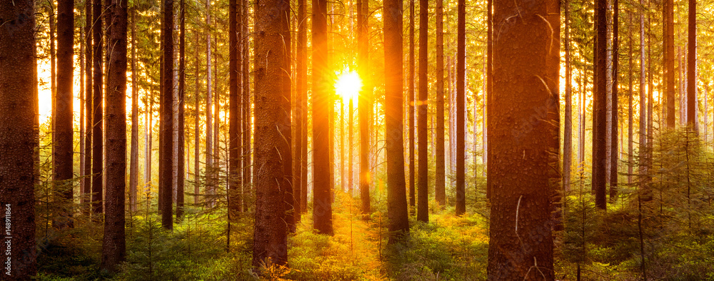 Silent Forest in spring with beautiful bright sun rays