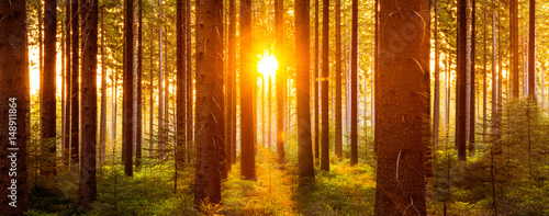 Silent Forest in spring with beautiful bright sun rays