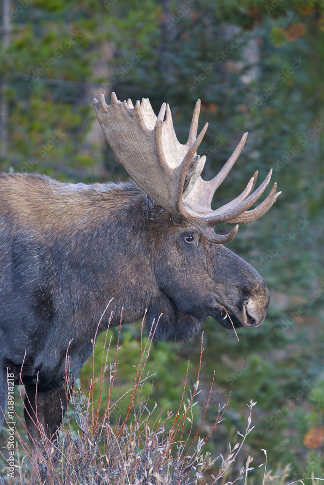 American Moose American Moose