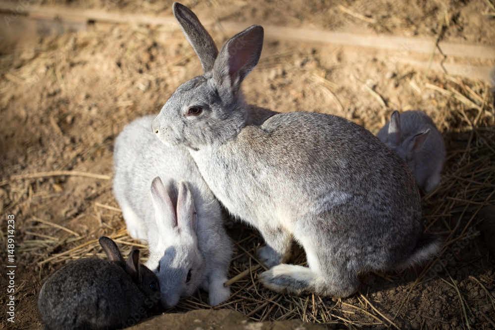 Hares on the ground in the wild Hares on the ground in the wild