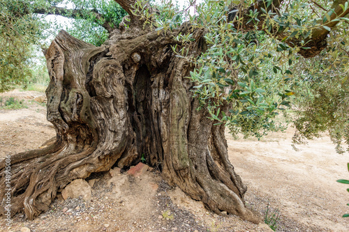 Ancient thousand-year-old olive tree trunk