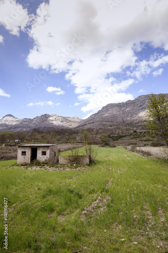 Landscape of a rye plant at the foot of a mountain 