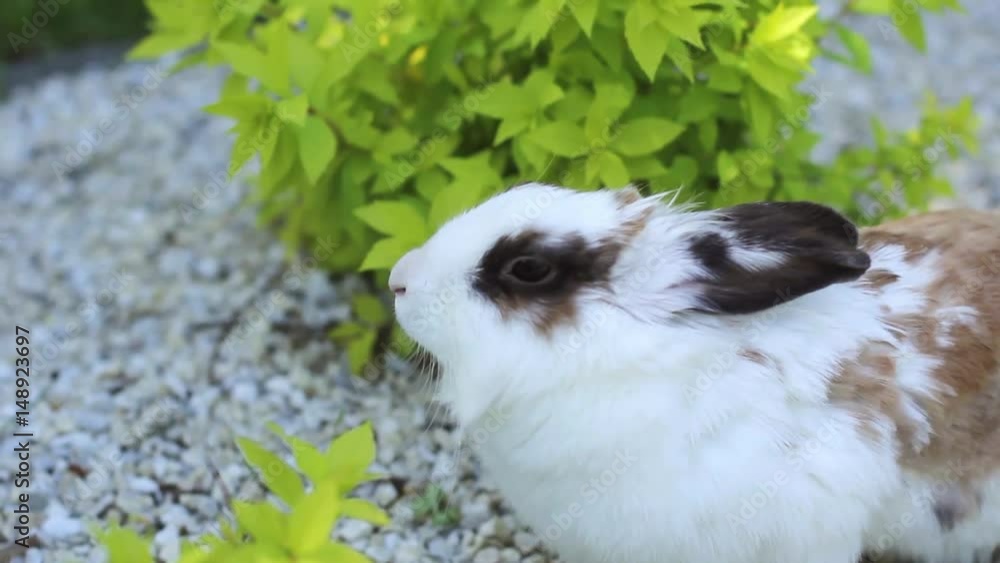 small rabbit on the green grass in summer day. Gray bunny rabbit on grass background