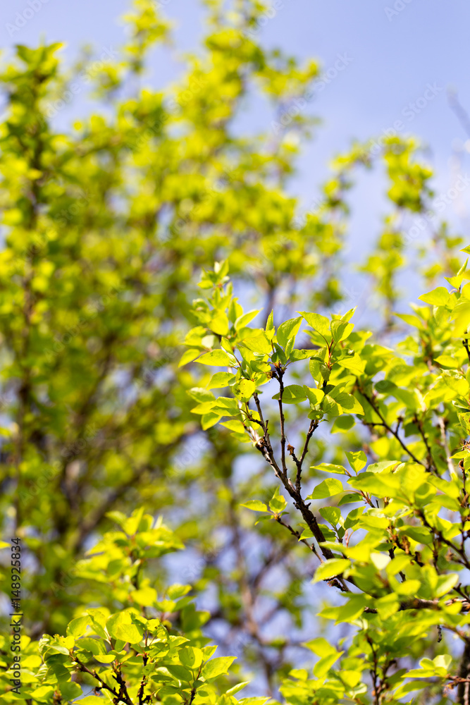 Small green leaves on a tree in spring Small green leaves on a tree in spring