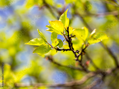 Small green leaves on a tree in spring