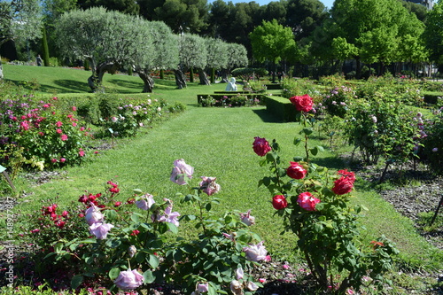 Jardín de rosas en parque público Barcelona   © luzimag
