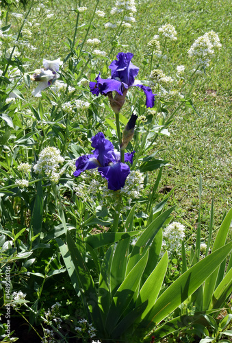 Fototapeta Naklejka Na Ścianę i Meble -  Jardín de rosas en parque público Barcelona
