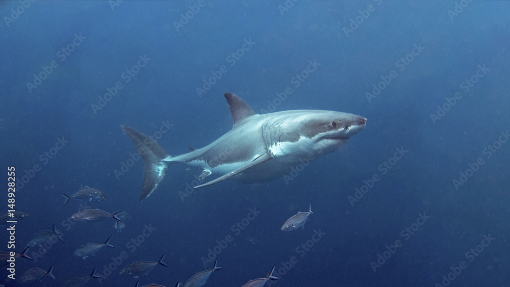 Neptune Islands Great White Shark Diving