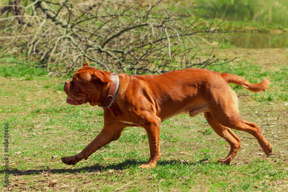 Red-haired dog. Red Mastiff run in park