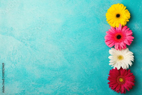 Colorful gerbera flowers frame Top view Copy space