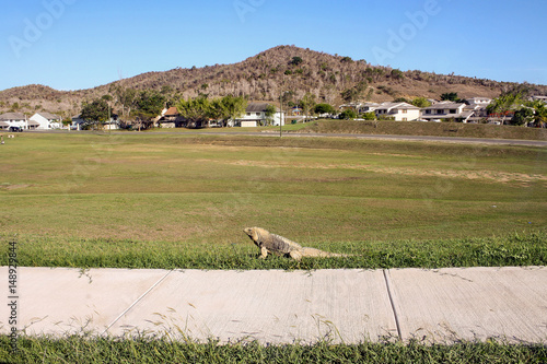 Canvas Print Iguana resting on a hot summer day in front of homes at Guantanamo Bay, Cuba