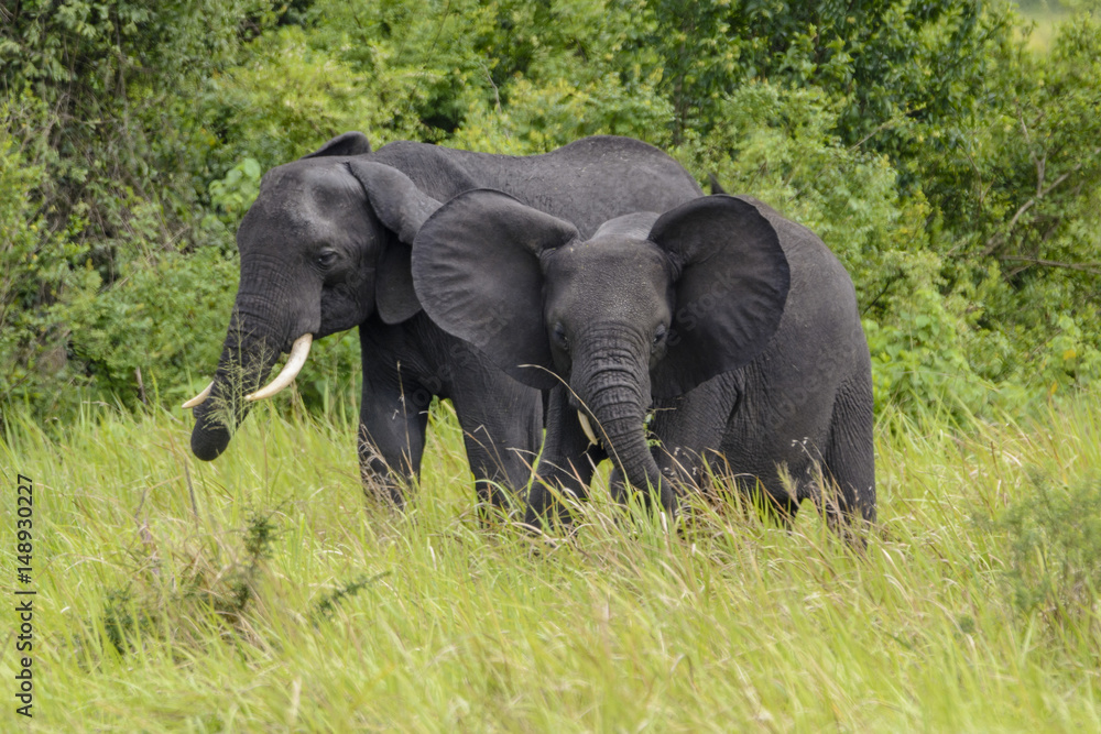 Naklejka premium African elephants (Loxodonta africana), Queen Elizabeth National Park, Uganda, Africa