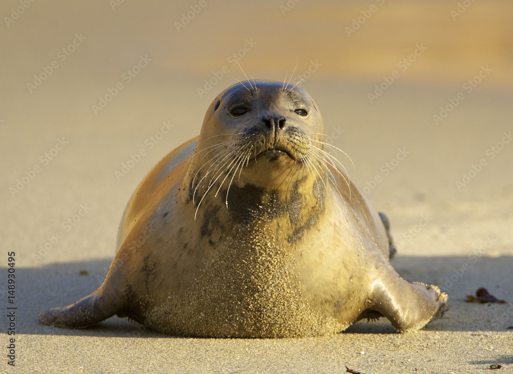 Fototapeta premium Harbor Seal