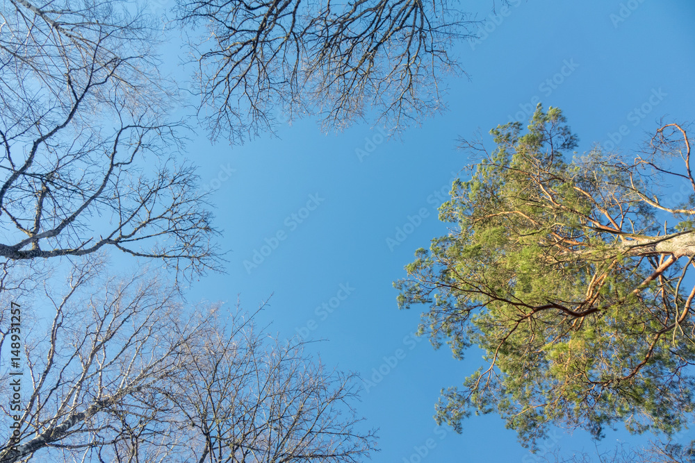 Obraz premium Forest sky