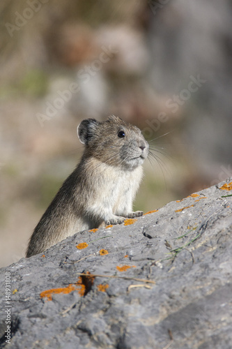 American pika on rock with tan and green background in Canada