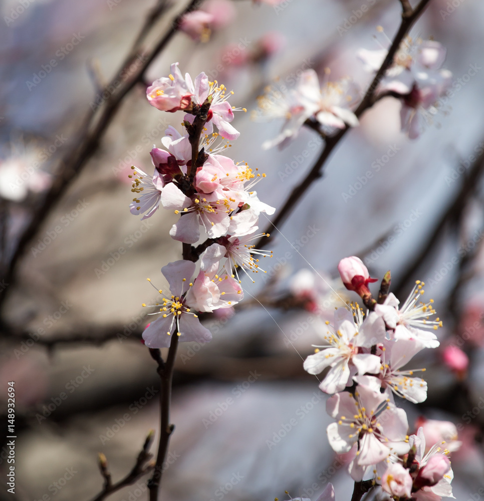 Beautiful flowers on apricot tree in spring Beautiful flowers on apricot tree in spring