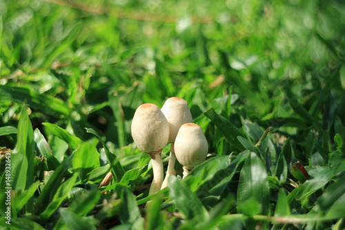Closed up three little wild white mushrooms growing together on vibrant green grass in the sunlight, Thailand 