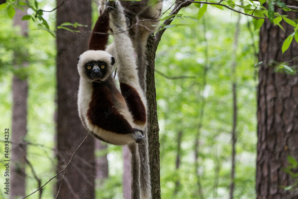 Obraz premium Duke Lemur Research