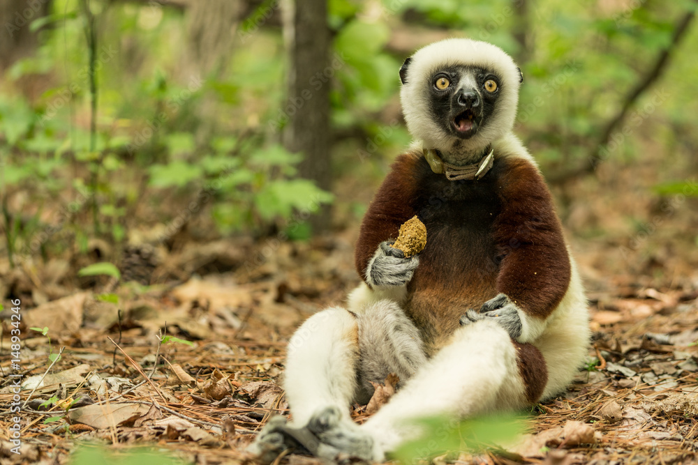 Obraz premium Duke Lemur Research