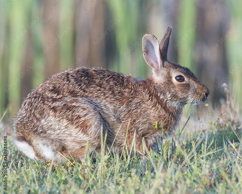 Fototapeta premium Eastern Cottontail Rabbit