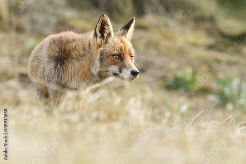 Red fox cubs.   © Menno Schaefer