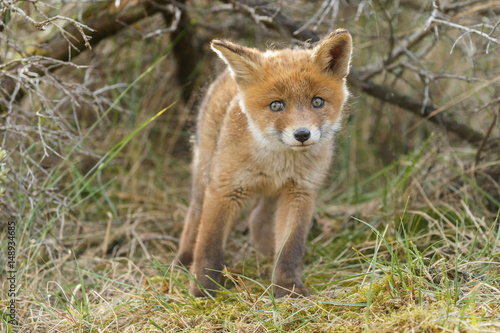 Wallpaper Mural Red fox cubs.
 Torontodigital.ca