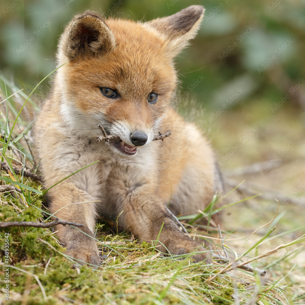 Red fox cub in nature
