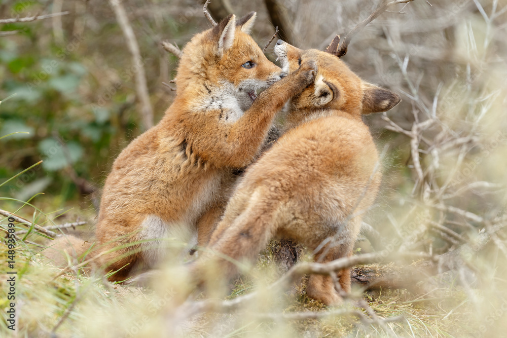 Obraz premium Red fox cub in nature 
