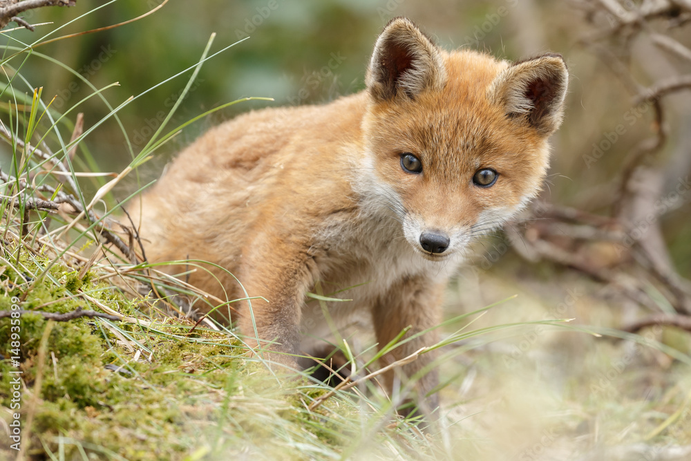 Red fox cub in nature
