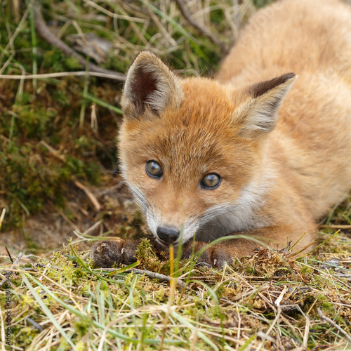 Red fox cub in nature  