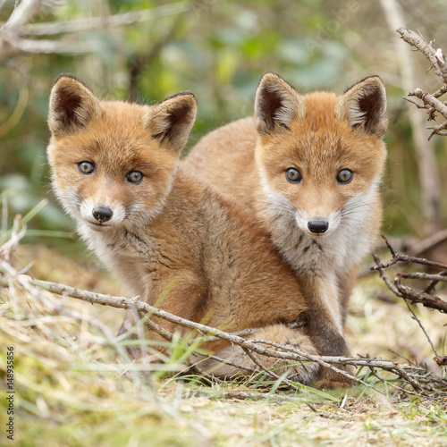 Red fox cub in nature   © Menno Schaefer