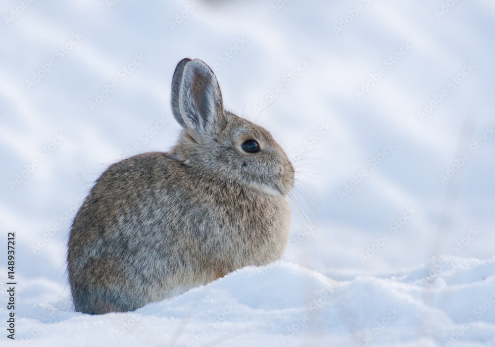Mountain cottontail rabbit on deep snow looking cold in the winter time Mountain cottontail rabbit on deep snow looking cold in the winter time