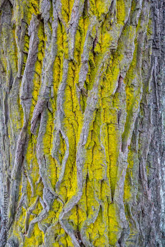 Common orange lichen photo