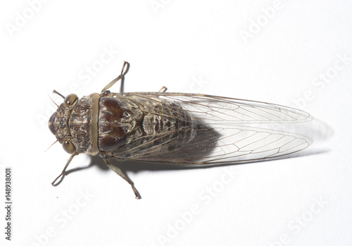 Cicadidae, isolated on white background © chokniti