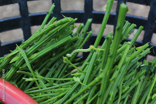 Harvesting   cimbing wattle.