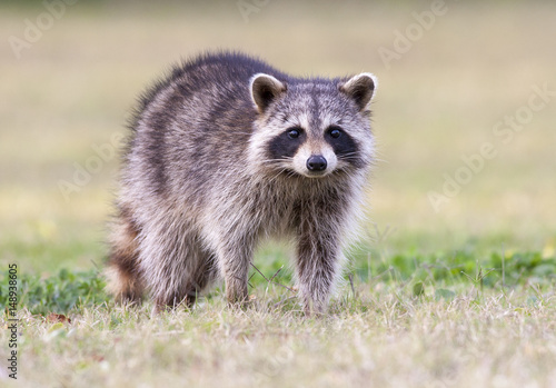 Raccoon standing on green grass in middle of field in county park in Florida photo